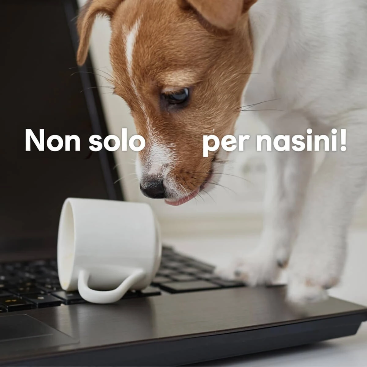 Prodotto